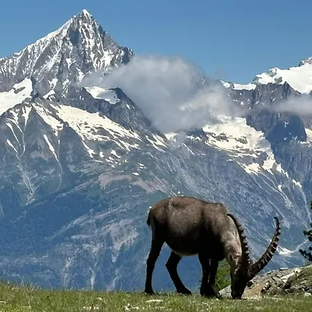 阿龙埃姆斯旅馆 招待所 格雷兴